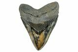 Huge, Serrated Fossil Megalodon Tooth - Polished Blade #277345-1